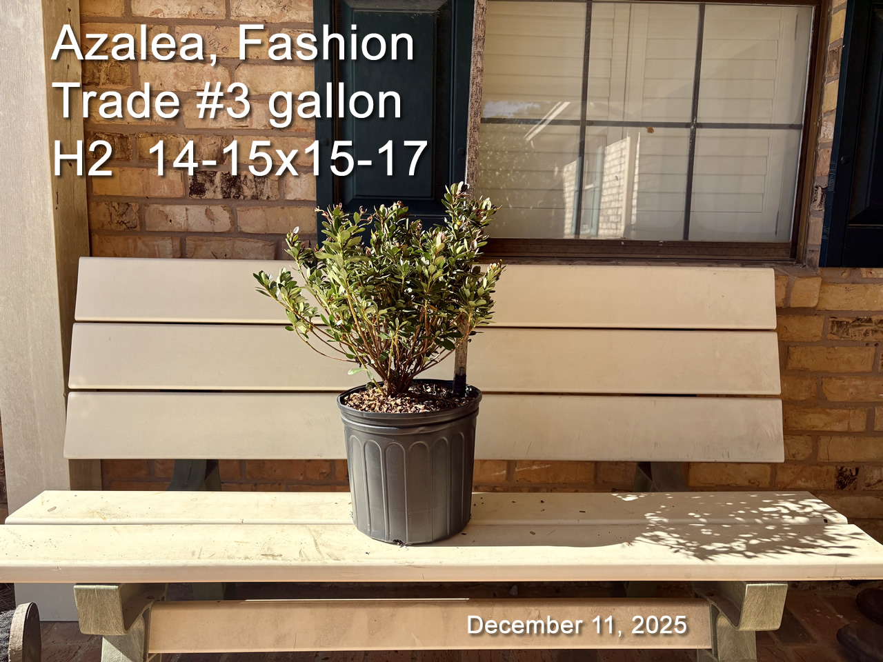 gallery/fash3t h2 dec11.jpg